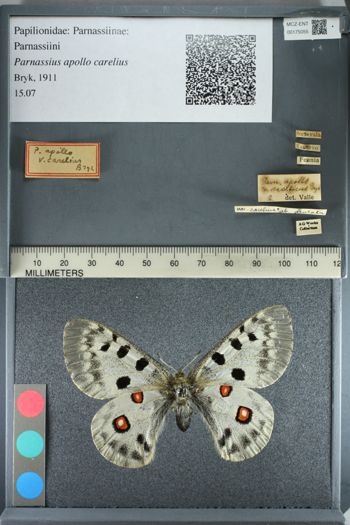 Media type: image;   Entomology 175055